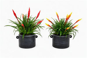 Vriesea Mixed Flowering Houseplant – 12cm Pot