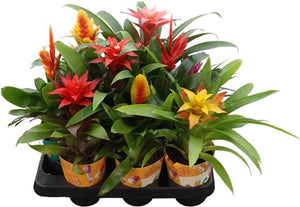 Bromelia Adventure Cup – Mixed Colours, 10.5cm Pot