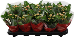 Red Double Kalanchoe ‘Le Chic’ – 10.5cm Pot