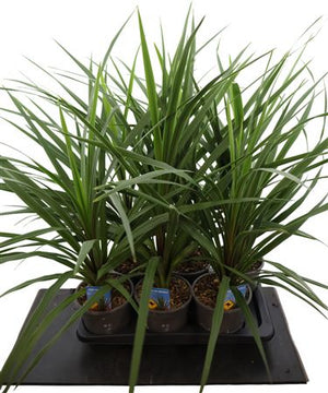 Cordyline ‘Peko’ – 17cm Pot, Approx. 65cm High