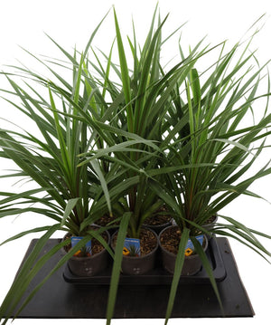 Cordyline ‘Peko’ – 17cm Pot, Approx. 65cm High