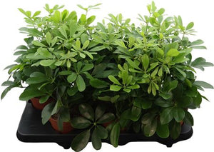 Dwarf Umbrella Tree (Schefflera arboricola) – 13cm Pot