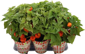 Chinese Lantern Plant (Physalis alkekengi) – 13cm Pot