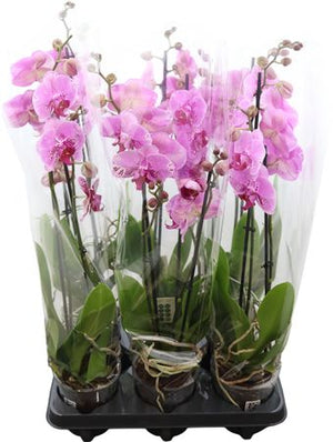 Purple Phalaenopsis Orchid – 12cm Pot, 2 Stem