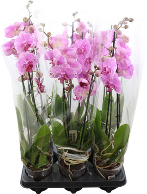 Purple Phalaenopsis Orchid – 12cm Pot, 2 Stem