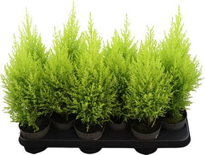 Goldcrest Lemon Cypress (Cupressus macrocarpa) – 10.5cm Pot