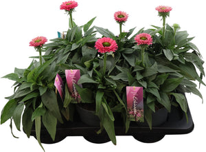 Echinacea Coneflower – 17cm Pot, Approx. 50cm High