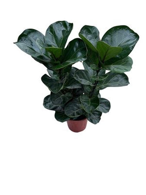 Fiddle Leaf Fig (Ficus lyrata Bambino) – 19cm Pot