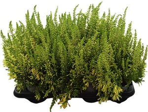 Yellow Summer Flowering Erica – 12cm Pot