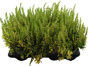 Yellow Summer Flowering Erica – 12cm Pot