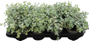 Sedum sieboldii ‘Mediovariegatum’ – 12cm Pot
