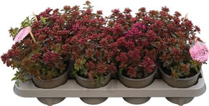 Dark Pink Sedum spurium ‘Spot On’ – 13cm Pot