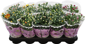 Mixed Chrysanthemum Houseplant – 12cm Pot