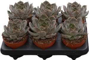 Echeveria ‘Summer’ Succulent – 12cm Pot
