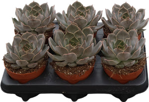 Echeveria ‘Summer’ Succulent – 12cm Pot