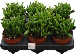 Crassula Hobbit Succulent – 12cm Pot