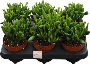 Crassula Hobbit Succulent – 12cm Pot