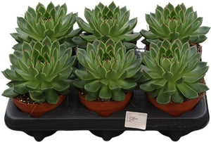 Echeveria ‘Costarii’ Succulent – 12cm Pot