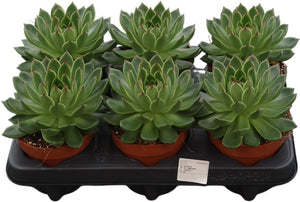 Echeveria ‘Costarii’ Succulent – 12cm Pot