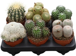 Mixed Cactus Collection – 12cm Pot