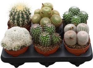 Mixed Cactus Collection – 12cm Pot