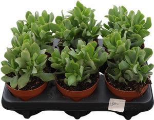 Crassula arborescens Jade Plant – 12cm Pot