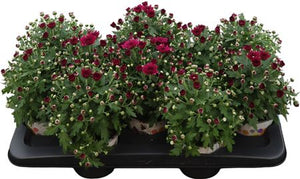 Purple Chrysanthemum (Chrysanthemum indicum) – 12cm Pot