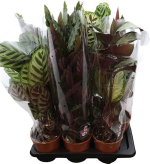 Calathea Insigne ‘Rattlesnake Plant’ – 17cm Pot