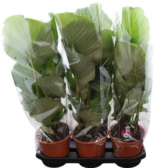 Calathea Orbifolia ‘Rhythm Of’ – 19cm Pot