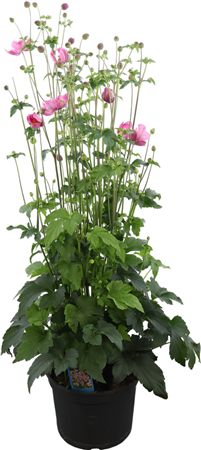 Japanese Anemone (Anemone hupehensis) – 19cm Pot
