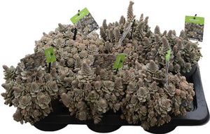 Orostachys furusei Succulent – 17cm Pot