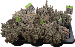 Orostachys furusei Succulent – 17cm Pot