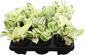 Happy Leaf Epipremnum Houseplant – 12cm Pot
