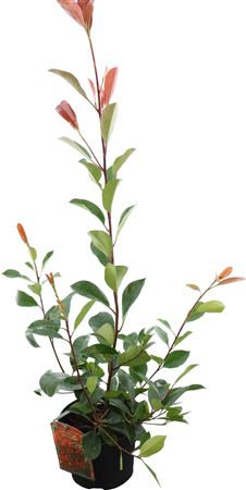 Red Robin Photinia (Photinia × fraseri) – 23cm Pot, 90cm High