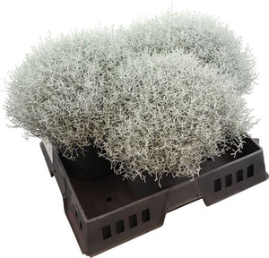 Cushion Bush (Leucophyta brownii) – 23cm Pot
