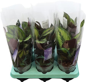 Calathea Princeps (Calathea decorum) – 12cm Pot