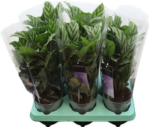 Calathea Princeps (Calathea decorum) – 12cm Pot