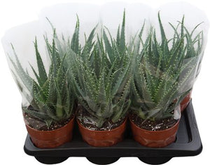 Aloe arborescens – 17cm Pot, Approx. 40cm High