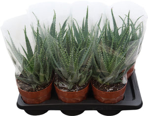 Aloe arborescens – 17cm Pot, Approx. 40cm High