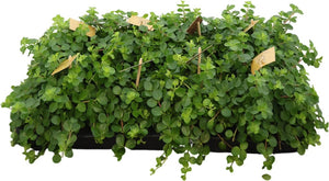 Trailing Peperomia rotundifolia – 12cm Pot