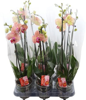 Orange Phalaenopsis Orchid – 2 Stem, 12cm Pot