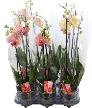 Orange Phalaenopsis Orchid – 2 Stem, 12cm Pot