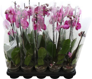 Purple Phalaenopsis Orchid – 2 Stem, 12cm Pot