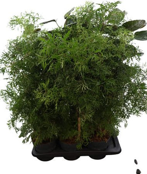 Polyscias Mixed Houseplant – 17cm Pot, 85cm Height