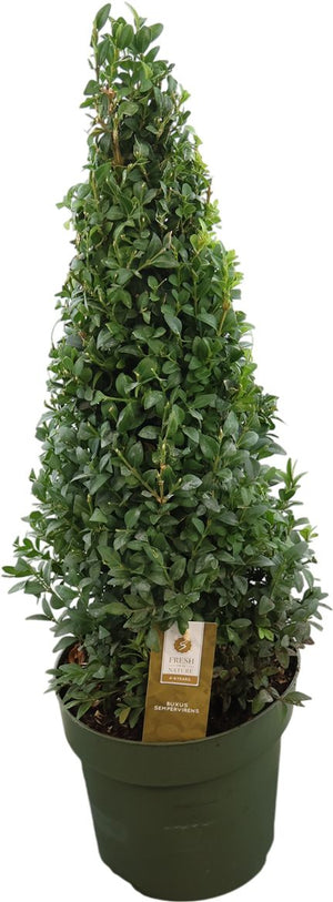 Buxus Sempervirens Pyramidal Topiary – 21cm Pot