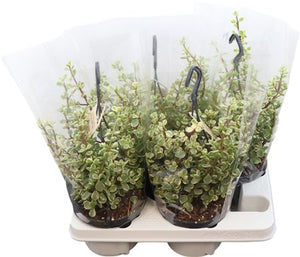 Variegated Elephant Bush (Portulacaria afra) – 14cm Pot