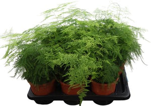 Asparagus Fern (Asparagus setaceus) – 17cm Pot