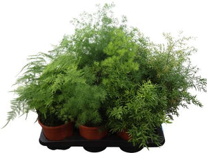 Mixed Asparagus Fern – 17cm Pot, Approx. 45cm