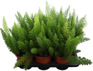 Meyer's Asparagus Fern (Asparagus densiflorus ‘Myersii’) – 17cm Pot