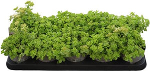 Sedum Trailing Plant – 12cm Hanging Pot